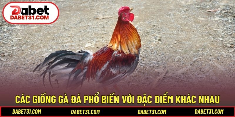 Các giống gà đá phổ biến với đặc điểm khác nhau