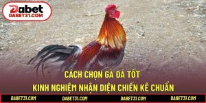 Cách chọn gà đá tốt