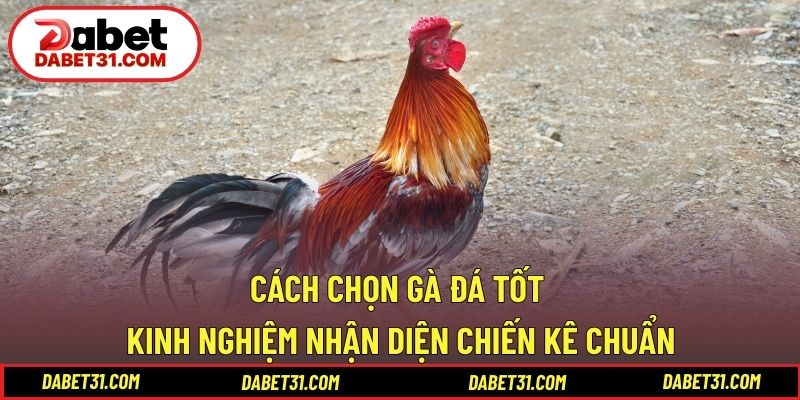 Cách chọn gà đá tốt