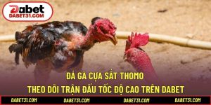 Đá gà cựa sắt Thomo