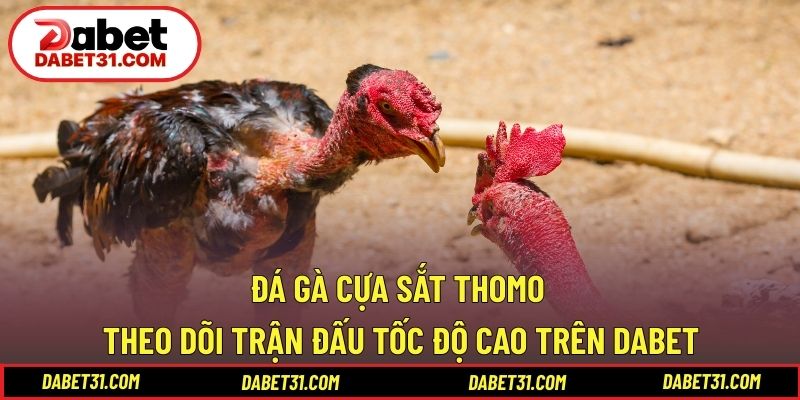 Đá gà cựa sắt Thomo
