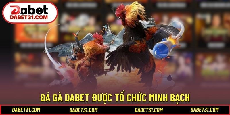 Các hình thức đá gà DABET được tổ chức minh bạch