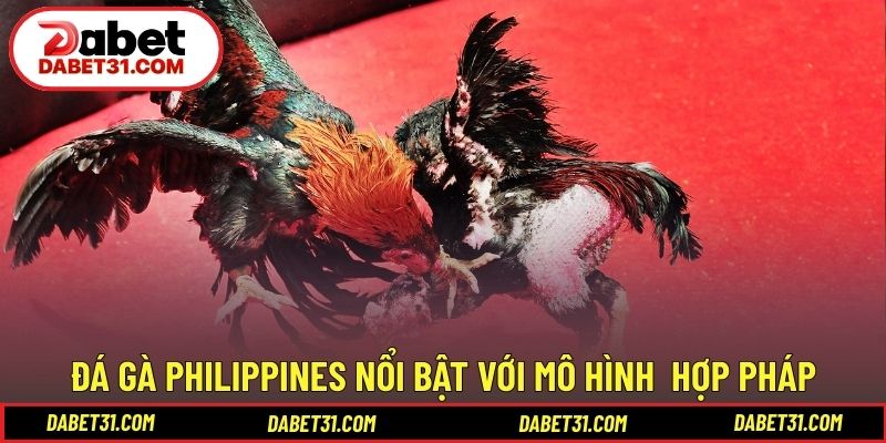 Đá gà Philippines nổi bật với mô hình trường kê hợp pháp