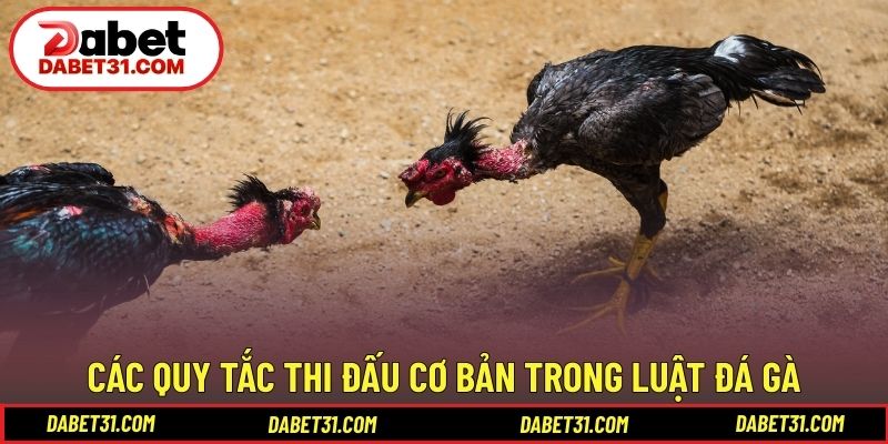 Các quy tắc thi đấu cơ bản trong luật đá gà