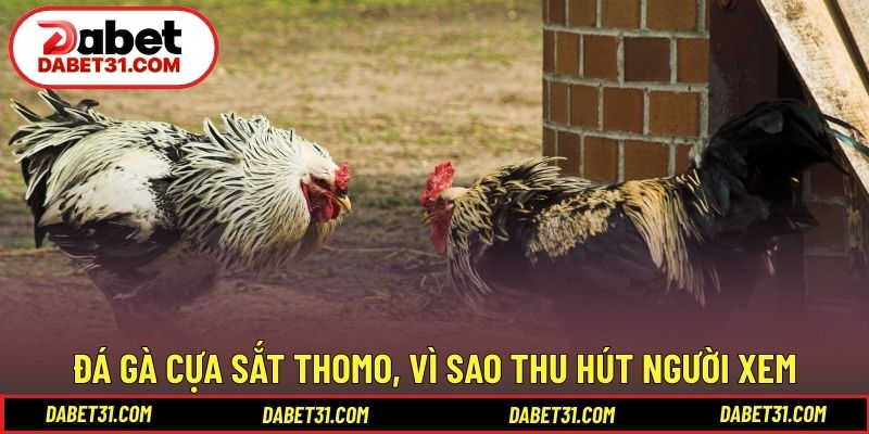 Đá gà cựa sắt Thomo là gì và vì sao thu hút người xem