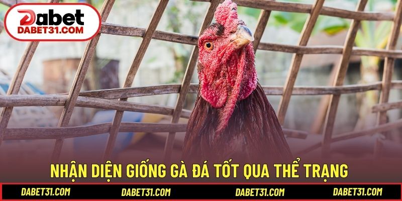 Nhận diện giống gà đá tốt qua thể trạng và phản xạ