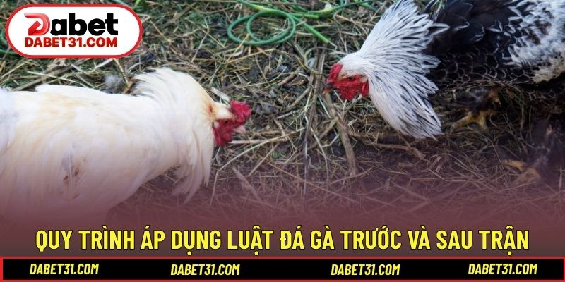 Quy trình áp dụng luật đá gà trước và sau trận