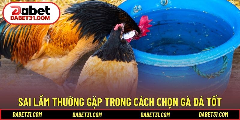 Sai lầm thường gặp khi áp dụng cách chọn gà đá tốt