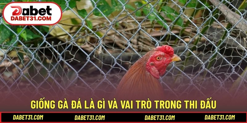Giống gà đá là gì và vai trò trong thi đấu
